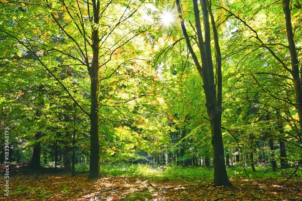 Fototapeta premium autumn in the park