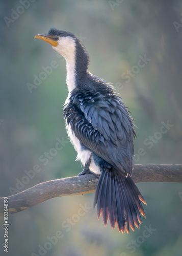 A backlit, wild little pied cormorant (Microcarbo melanoleucos) perched on a branch and framed by blurred woodland vegetation, Australia