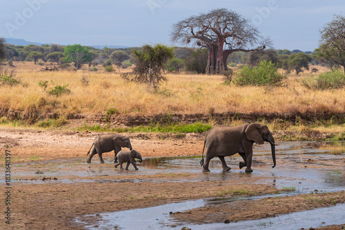 young elephants follow adult at tarangire waterhole 
