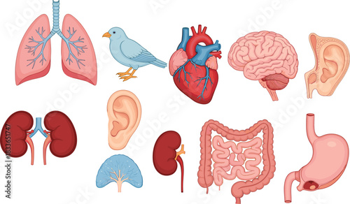 Cad drawing flat vector illustration, human anatomy organs set, lungs, heart, brain, kidneys, stomach, intestines, ear icon artwork
