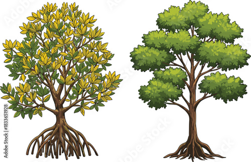 Cad drawing flat vector illustration, mangrove tree exposed roots, deciduous tree green foliage, ecological contrast, nature diversity, environmental adaptation, landscape design