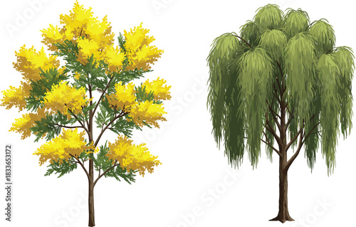 Cad drawing flat vector illustration, tree comparison, yellow flower tree, weeping foliage tree, botanical contrast, nature study, plant species