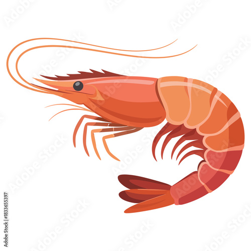 shrimp on white background