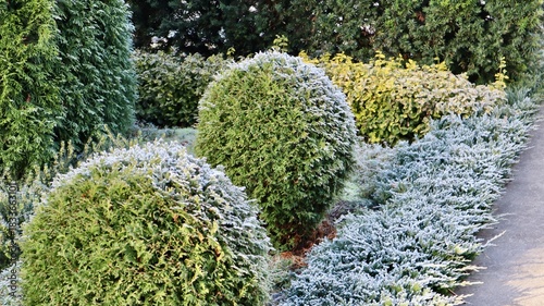 Hoarfrost coating the leaves of a variety of evergreen garden plants and shrubs, adding a touch of elegance to the wintry scene