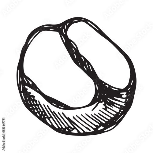 Hand drawn fresh roasted coffee bean Arabica robusta seed doodle Single element for print, web, design, decor