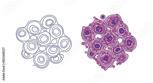 Scientific illustration comparing a line art outline and a colored diagram of mutating or cancerous cells for medical research concepts.