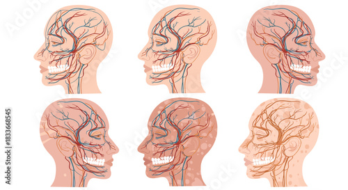 Set of medical illustrations showing the vascular system of the human head and face, also depicting skin conditions like vitiligo.