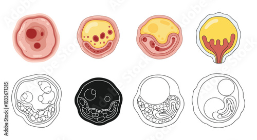 Set of scientific illustrations showing various types of cells or biological structures in both colored and black and white line art styles.