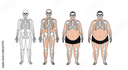 Illustration showing the human skeleton within different male body types, from thin to overweight, for anatomy and health concepts.