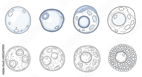 Set of eight scientific illustrations showing various types of cells, ovum, or microorganisms in both colored and engraved line art styles.