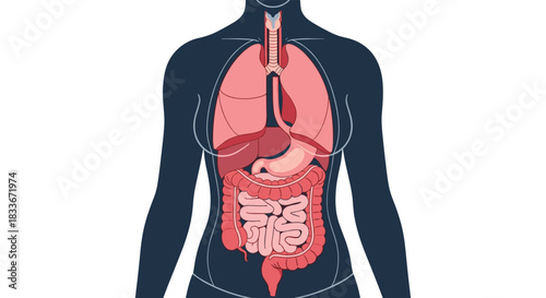 Anatomical diagram of internal organs inside a dark female silhouette, showing the respiratory and digestive systems for medical education.