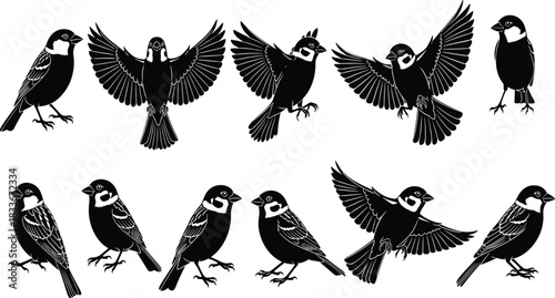 Collection of black silhouette sparrows in various poses on white background bird