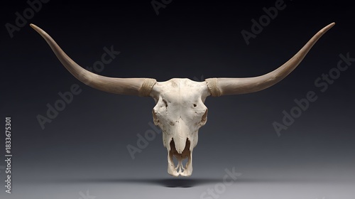 Close up shot of a longhorn skull with large horns against a gray background bison skull