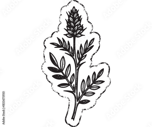 Botanical illustration of a flowering plant with decorative border makes a perfect nature inspired design element for branding, invitations, or educational materials with rustic charm