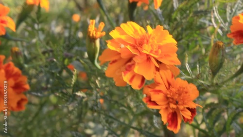 Marigold or Tagetes Erecta in a garden