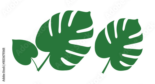 A simple illustration of two vibrant green monstera deliciosa leaves
