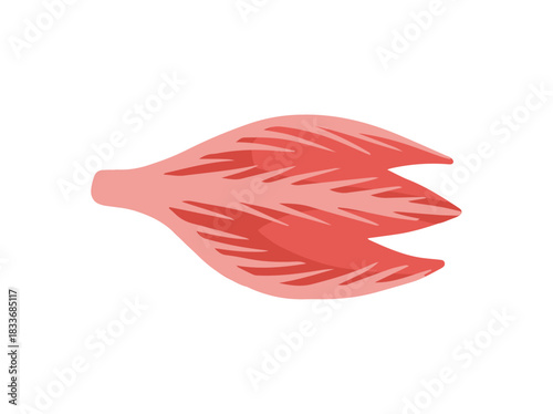 Multipennate Muscle Anatomy Cells
