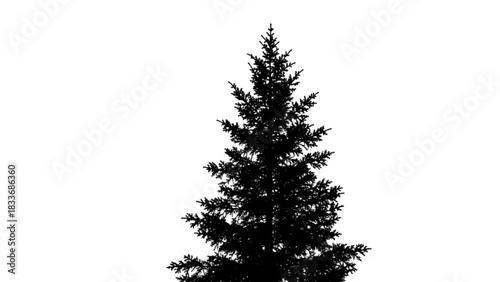 A detailed silhouette of a tall conical evergreen tree with dense branches and needles stands out against a pure white background symbolizing nature and winter