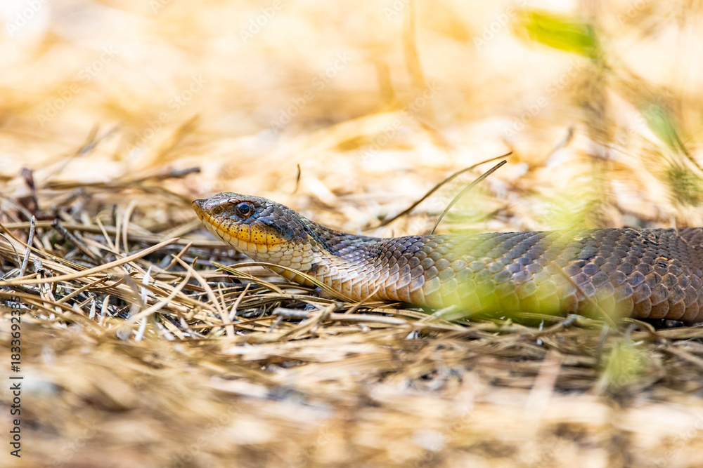 Fototapeta premium Beautiful Eastern Hognose Snake Crawling Through Sandy Soil