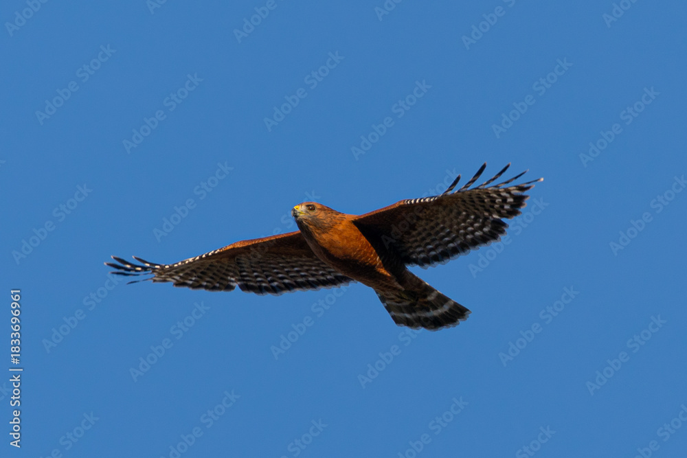 Fototapeta premium Extremely close view of a red-shouldered hawk flying, seen in the wild in North California