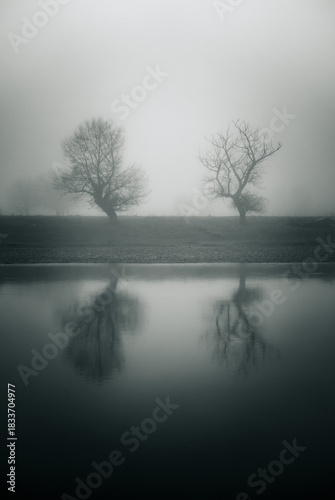 Reflection of two trees in water in a foggy day,
