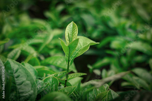 Fresh Tea Leaf Bud in Natural Greenery