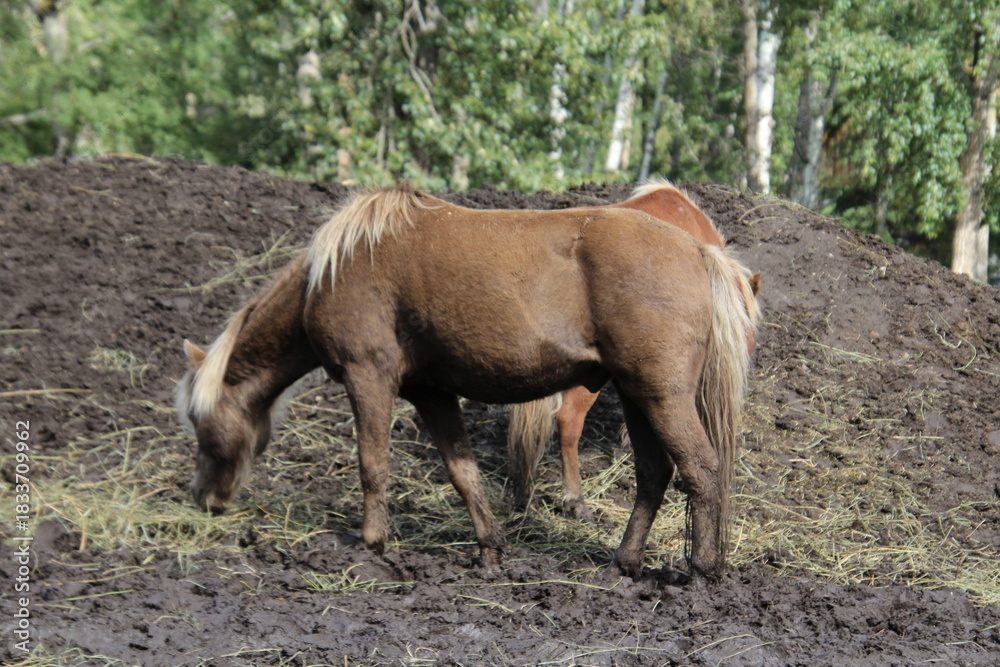 Fototapeta premium horse in the meadow