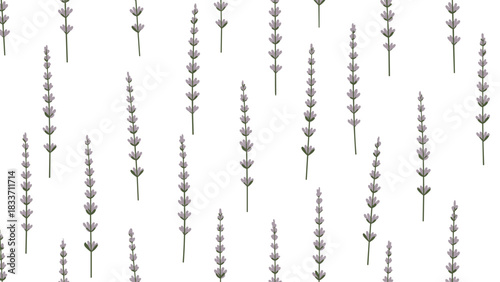 Simple and elegant seamless pattern with watercolor lavender sprigs arranged vertically on a clean and fresh white background.