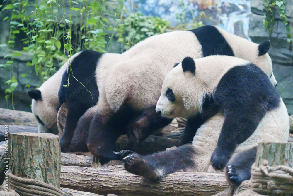 Naklejka premium Cute Giant Panda, Ailuropoda melanoleuca or panda bear in forest at Chengdu Panda Breeding Research Center Dujiangyan. landmark and popular for tourists attractions in Chengdu, China.