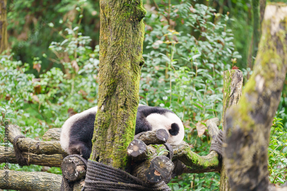 Naklejka premium Cute Giant Panda, Ailuropoda melanoleuca or panda bear in forest at Chengdu Panda Breeding Research Center Dujiangyan. landmark and popular for tourists attractions in Chengdu, China.
