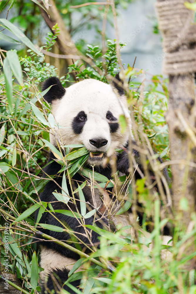 Naklejka premium Cute Giant Panda, Ailuropoda melanoleuca or panda bear in forest at Chengdu Panda Breeding Research Center Dujiangyan. landmark and popular for tourists attractions in Chengdu, China.