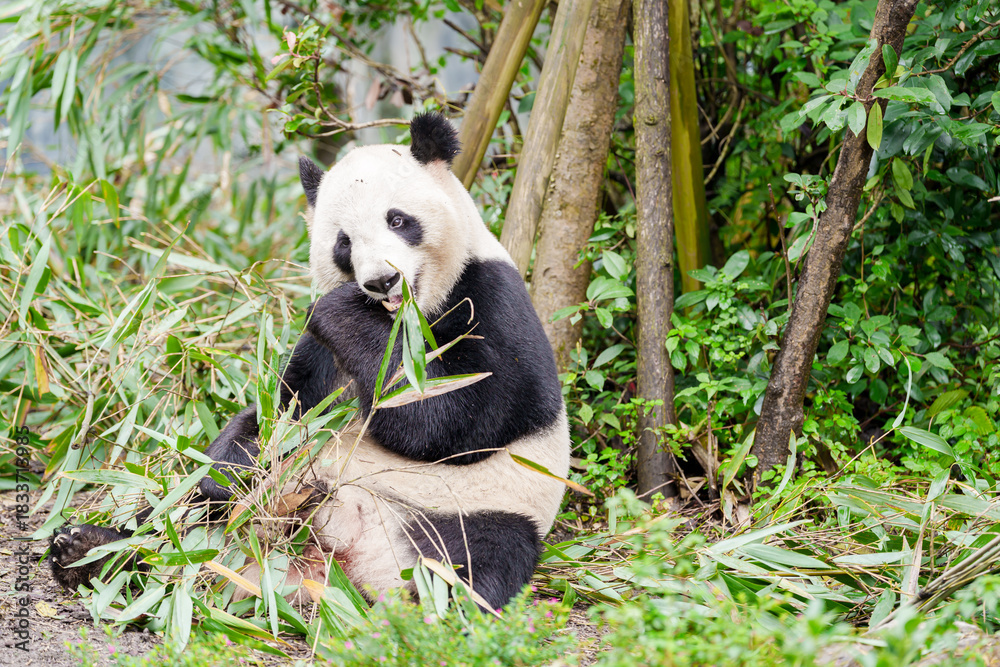 Fototapeta premium Cute Giant Panda, Ailuropoda melanoleuca or panda bear in forest at Chengdu Panda Breeding Research Center Dujiangyan. landmark and popular for tourists attractions in Chengdu, China.