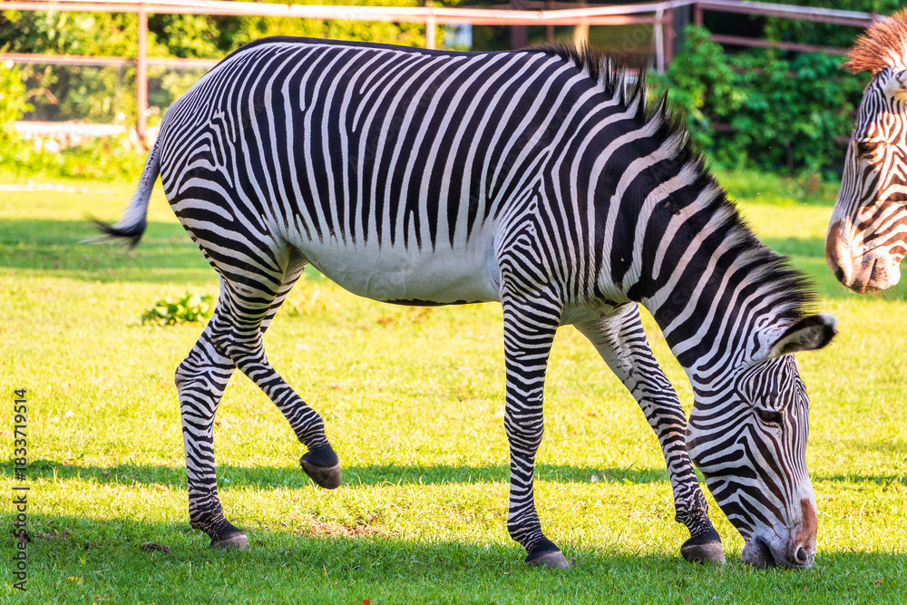 Fototapeta premium Grevy's zebra, lat Equus grevyi, also known as the imperial zebra eats green grass.