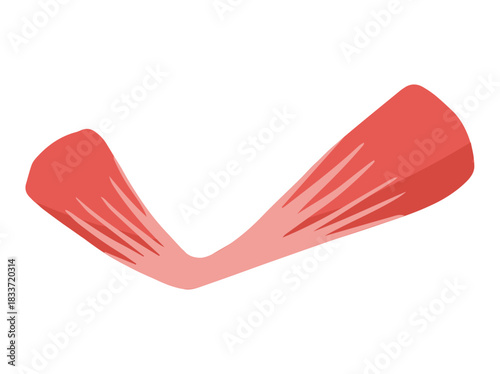 Human Digastric Muscle Cells
