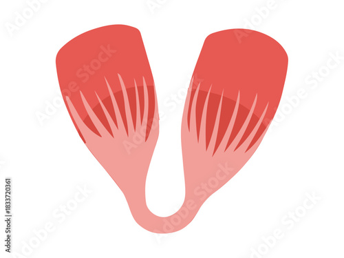 Digastric Muscle Cells
