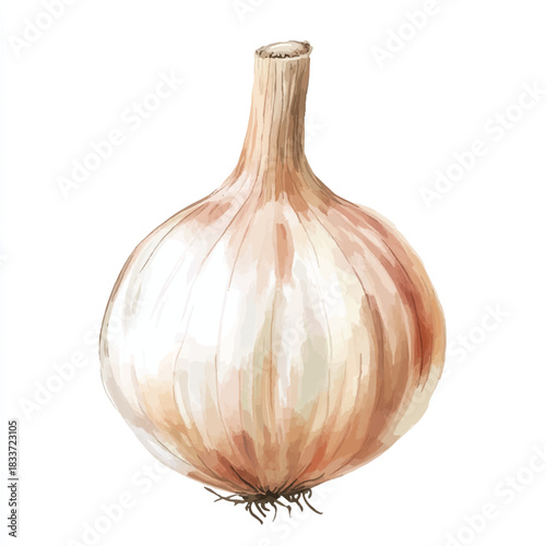 Single bulb of garlic pale skin root end visible.