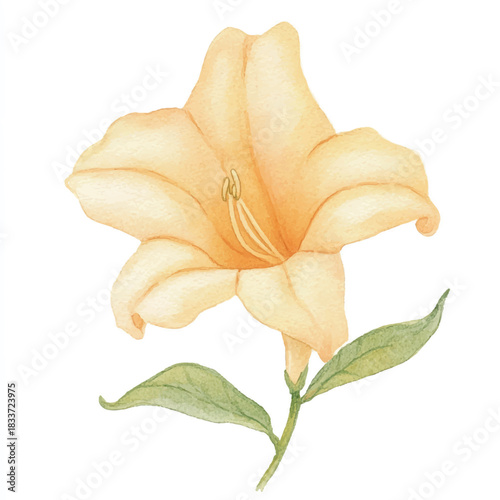 Soft yellow trumpet lily flower watercolor painting isolated on white.