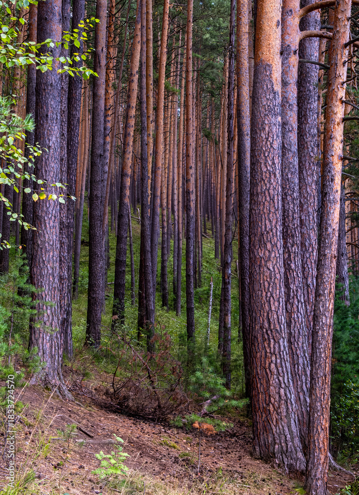 Naklejka premium Pine forest on a summer day.mixed forest of pine and birch trees.