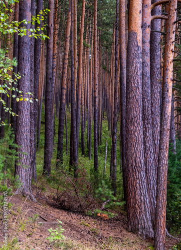 Pine forest on a summer day.mixed forest of pine and birch trees.