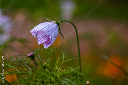 Delicate pink bellflower in the forest close-up.
