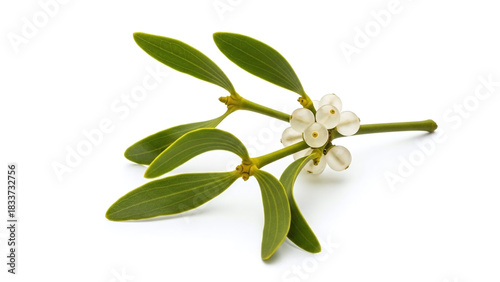 Mistletoe with green leaves and white berries