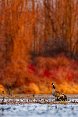 Canada Goose Standing in a Wetland on a Bright Spring Morning, Ontario, Canada