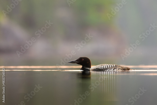 Common Loon (Gavia immer) on a Northern Lake, Temagami, Ontario