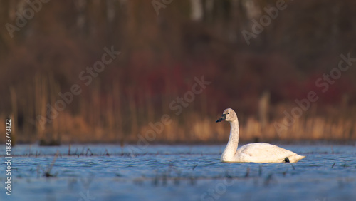 Fototapeta Naklejka Na Ścianę i Meble -  Tundra Swan and Marsh