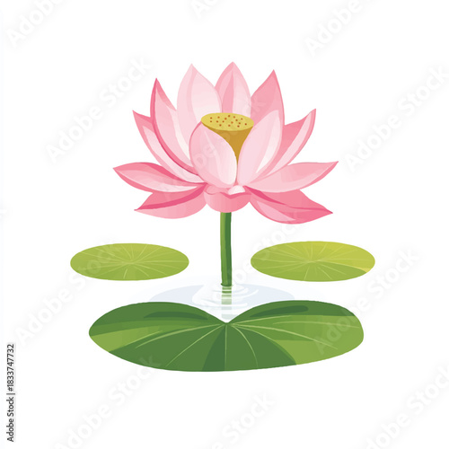 Elegant Pink Lotus Flower with Green Pads Illustration
