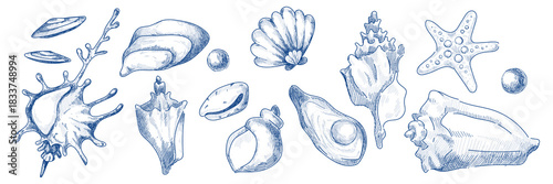 Vintage seashell sketch set with hand drawn ocean icons. Marine shell collection with starfish, scallop and conch in retro line art style. Blue nautical illustration for beach designs and branding.
