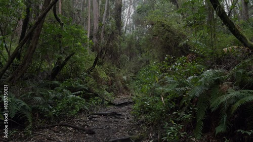 Moody and Foggy Trail in Prusia Forest Sector, Irazú Volcano National Park, Costa Rica