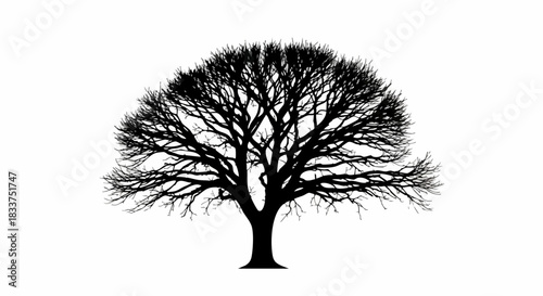 Silhouette of a large deciduous tree with intricate branches against a white background.