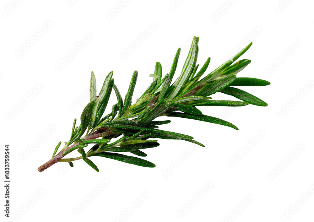 Fototapeta premium Herb sprig, green leaves on black background, earthy