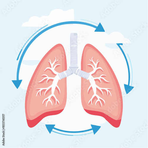 Human Lungs and Respiratory System Cycle Illustration